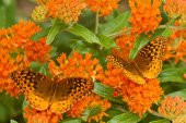 Tohum Dünyam 10 Adet Orange Butterly Milkweed Tohumu - 4