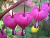 Tohum Dünyam 5 Adet Pink Bleeding Heart Tohumu - 5