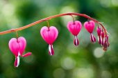 Tohum Dünyam 5 Adet Pink Bleeding Heart Tohumu - 6