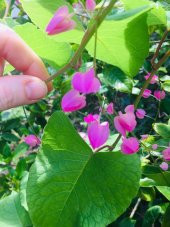 Tohum Dünyam 10 Adet Pink Coral Vine Tohumu - 2