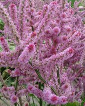 Tohum Dünyam 10 Adet Statice Seeds - Pink Limonium Tohumu - 5