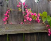 Tohum Dünyam 10 Adet Pink Coral Vine Tohumu - 4