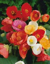 Tohum Dünyam 10 Adet Abutilon Hybridum Bellvue Mix Tohumu - 2