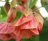 Tohum Dünyam 10 Adet Abutilon Hybridum Bellvue Mix Tohumu - 3
