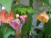 Tohum Dünyam 10 Adet Abutilon Hybridum Bellvue Mix Tohumu - 4