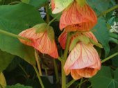 Tohum Dünyam 10 Adet Abutilon Hybridum Bellvue Mix Tohumu - 6