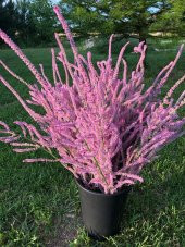 Tohum Dünyam 10 Adet Statice Seeds - Pink Limonium Tohumu - 1