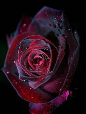 Tohum Dünyam 5 Adet Red and Black Rose Gül Tohumu - 1