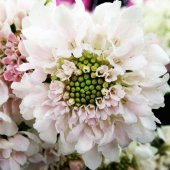 Tohum Dünyam 5 Adet Scabiosa ‘Fama White’ Tohumu thumbnail 1