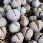 Tohum Dünyam 10 Adet Dinteranthus Inexpectatus Succulent Tohumu thumbnail 1