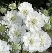 Tohum Dünyam 5 Adet Scabiosa ‘Fama White’ Tohumu thumbnail 2
