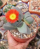 Tohum Dünyam 10 Adet Pleiospilos Nelii Succulent Tohumu - 1