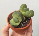 Tohum Dünyam 10 Adet Pleiospilos Nelii Succulent Tohumu - 2