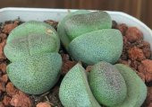 Tohum Dünyam 10 Adet Pleiospilos Nelii Succulent Tohumu - 3