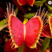 Tohum Dünyam 5 Adet Venus Flytrap Fresh Garden Tohumu - 1