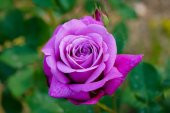 Tohum Dünyam 5 Adet Purple Rose, Rosa Setigera Tohumu - 1
