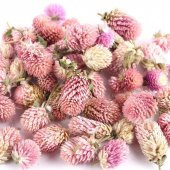 Tohum Dünyam 10 Adet Unique pink salmon Gomphrena Tohumu - 1