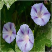 Tohum Dünyam 5 Adet Caprice Morning Glory Tohumu - 1