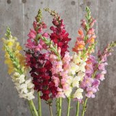 Tohum Dünyam 20 Adet Rocket Mix Snapdragon Tohumu - 3