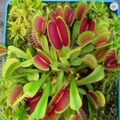 Tohum Dünyam 5 Adet Venus Flytrap Fresh Garden Tohumu - 3