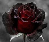 Tohum Dünyam 5 Adet Red and Black Rose Gül Tohumu - 2