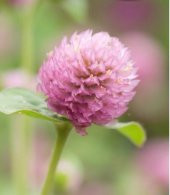 Tohum Dünyam 10 Adet Unique pink salmon Gomphrena Tohumu - 2