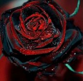 Tohum Dünyam 5 Adet Red and Black Rose Gül Tohumu - 3