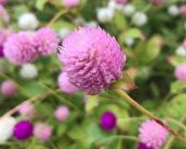Tohum Dünyam 10 Adet Unique pink salmon Gomphrena Tohumu - 3