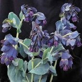 Tohum Dünyam 5 Adet BLUE SHRIMP PLANT Tohumu - 1