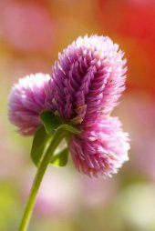 Tohum Dünyam 10 Adet Unique pink salmon Gomphrena Tohumu - 4