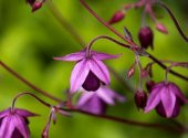 Tohum Dünyam 5 Adet Sugar Plum Fairy Columbine Tohumu - 1