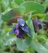 Tohum Dünyam 5 Adet BLUE SHRIMP PLANT Tohumu - 2