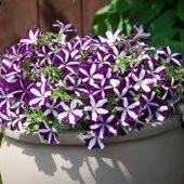 Tohum Dünyam 10 Adet Natural Trailing Petunia Purple Star Tohumu - 1