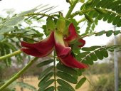 Tohum Dünyam 10 Adet Red Hummingbird Tree Tohumu - 1