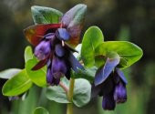 Tohum Dünyam 5 Adet BLUE SHRIMP PLANT Tohumu - 3