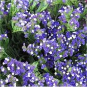 Tohum Dünyam 10 Adet Limonium Sinuatum Blue River Sea Lavender Tohumu - 1