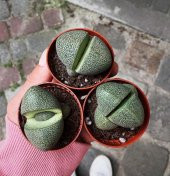 Tohum Dünyam 10 Adet Pleiospilos Nelii Succulent Tohumu - 4
