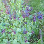 Tohum Dünyam 5 Adet BLUE SHRIMP PLANT Tohumu - 4