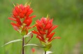 Tohum Dünyam 10 Adet Indian Paintbrush Tohumu - 4