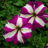 Tohum Dünyam 10 Adet Natural Trailing Petunia Purple Star Tohumu - 2