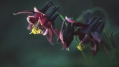 Tohum Dünyam 5 Adet Black Columbine Tohumu - 1