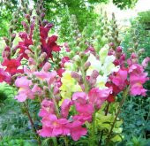 Tohum Dünyam 20 Adet Rocket Mix Snapdragon Tohumu - 4