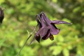 Tohum Dünyam 5 Adet Black Columbine Tohumu - 2