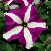 Tohum Dünyam 10 Adet Natural Trailing Petunia Purple Star Tohumu - 4