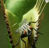 Tohum Dünyam 5 Adet Venus Flytrap Fresh Garden Tohumu - 5