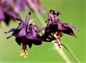 Tohum Dünyam 5 Adet Black Columbine Tohumu - 3