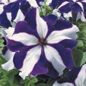 Tohum Dünyam 10 Adet Natural Trailing Petunia Purple Star Tohumu - 5