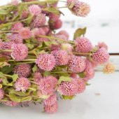 Tohum Dünyam 10 Adet Unique pink salmon Gomphrena Tohumu - 6
