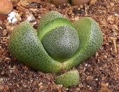 Tohum Dünyam 10 Adet Pleiospilos Nelii Succulent Tohumu - 5