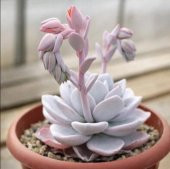 Tohum Dünyam 10 Adet Rare Echeveria Laui Pink Succulent Tohumu - 2